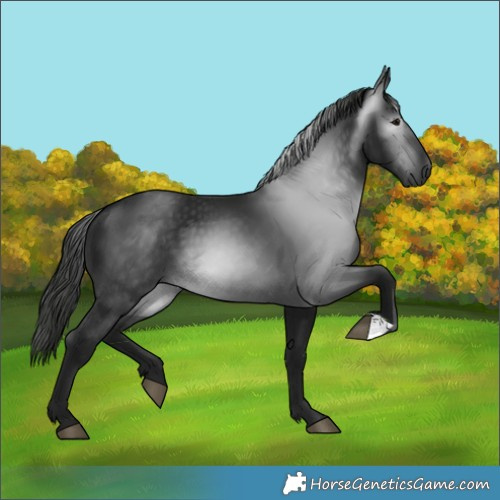 Horse Color:Gray Black 