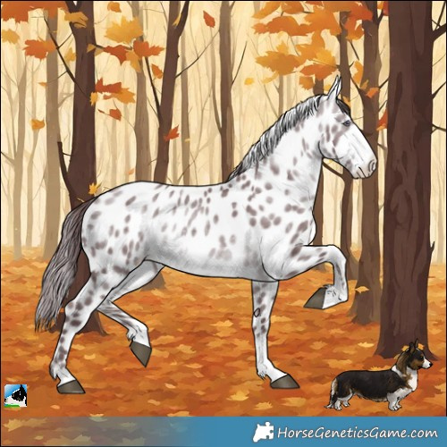Horse Color:Chocolate Brown Chinchilla Ice Sabino Appaloosa 