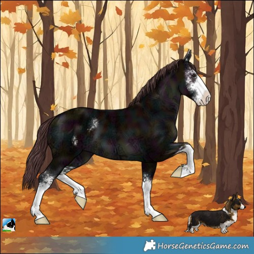 Horse Color:Midnight Chocolate Black Chinchilla Ice Sabino 