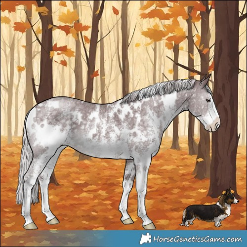 Horse Color:White Spotted Chocolate Silver Black Chinchilla Sabino 