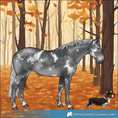 Horse Color:White Spotted Silver Black Chinchilla