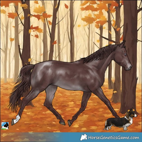 Horse Color:Chocolate Brown Chinchilla 