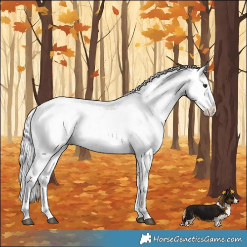 Horse Color:Silver Blue Onyx Chinchilla Sabino 