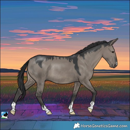 Horse Color:Grullo Rabicano