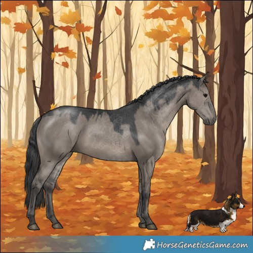 Horse Color:Grullo 