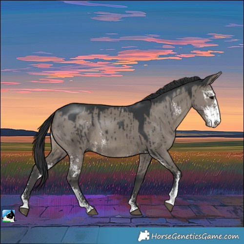 Horse Color:Grullo Sabino Brindle 