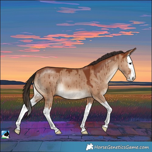 Horse Color:Bay Dun Splash Brindle