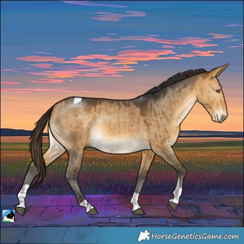 Horse Color:Buckskin Dun Tobiano Brindle