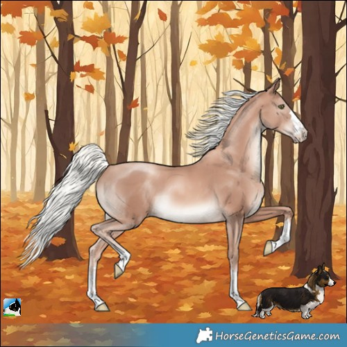 Horse Color:Gold Champagne Mushroom Rabicano 