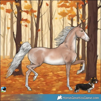 Horse Color:Gold Champagne Mushroom Rabicano 