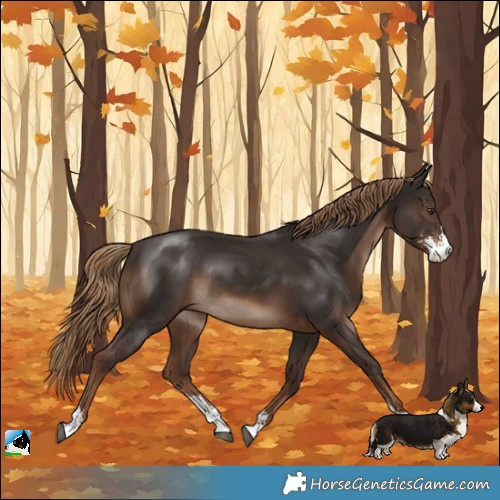 Horse Color:Liver Chestnut Sabino Rabicano 