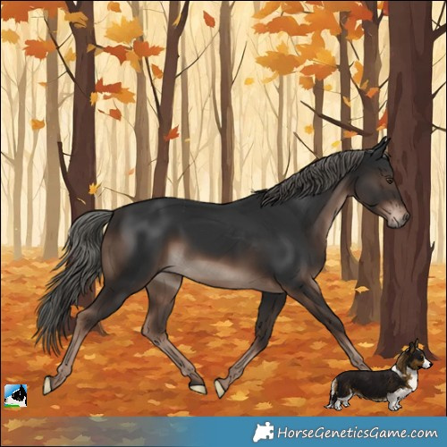 Horse Color:Liver Chestnut Mushroom Rabicano