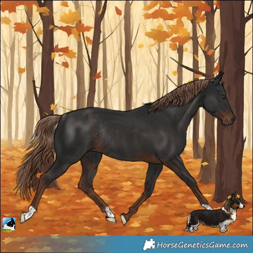 Horse Color:Liver Chestnut Rabicano 