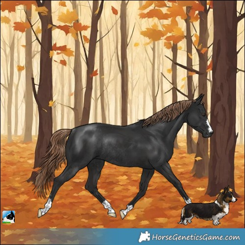 Horse Color:Liver Chestnut Rabicano