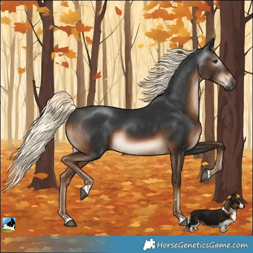 Horse Color:Gray Liver Chestnut Mushroom Rabicano 