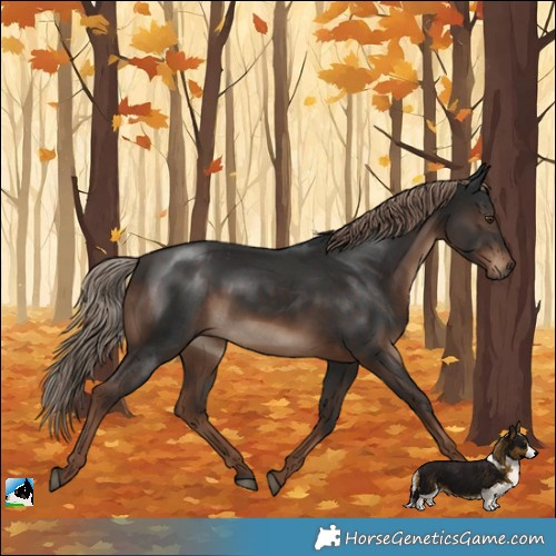 Horse Color:Liver Chestnut Rabicano 