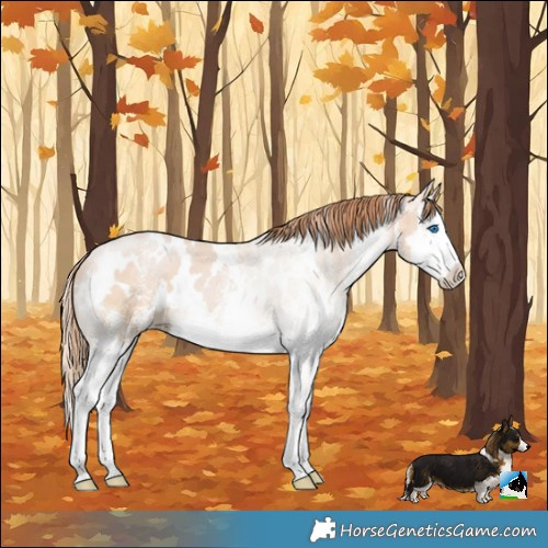 Horse Color:White Spotted Buckskin Pearl Splash 