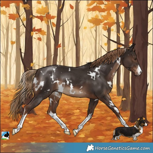 Horse Color:White Spotted Liver Chestnut 