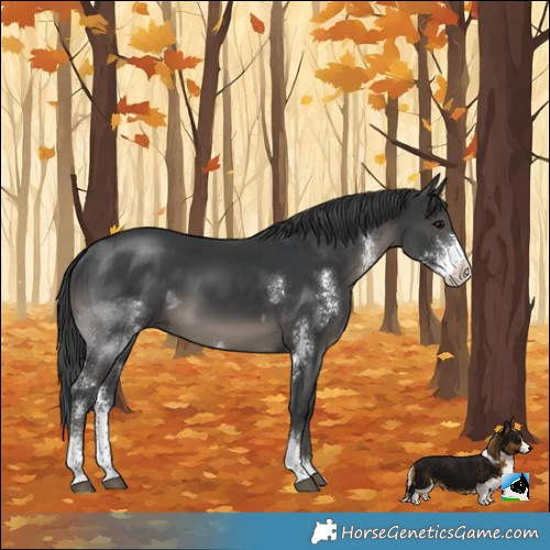 Horse Color:Black Sabino Rabicano 