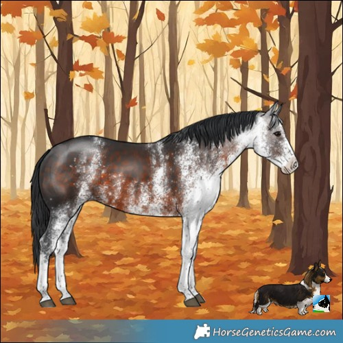 Horse Color:White Spotted Brown Rabicano