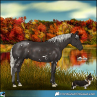 Horse Color:White Spotted Liver Chestnut Mushroom