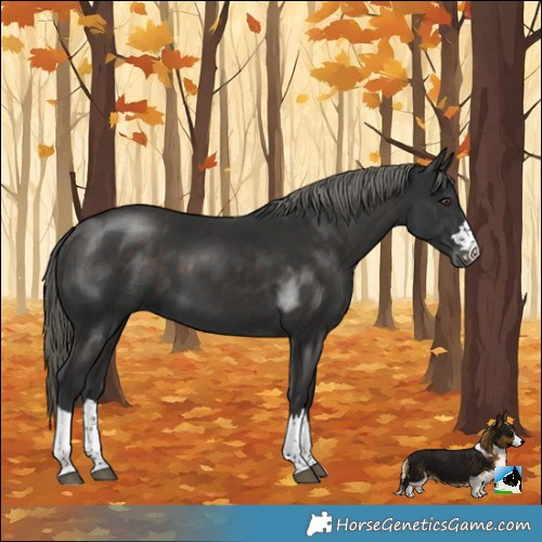 Horse Color:Liver Chestnut Mushroom 