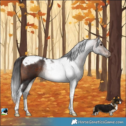 Horse Color:Bay Tobiano Rabicano 