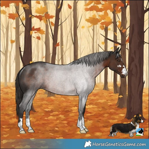 Horse Color:Liver Chestnut Rabicano 
