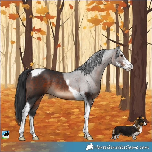 Horse Color:Brown Sabino Tobiano Rabicano