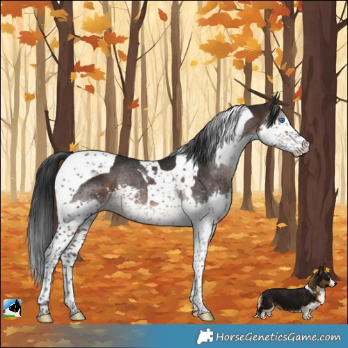 Horse Color:Brown Splash Tobiano Rabicano