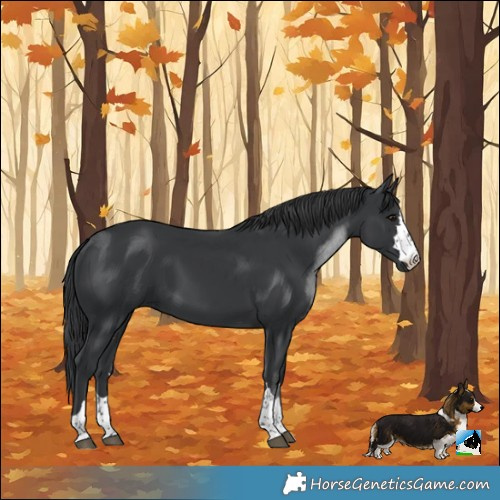 Horse Color:Black 