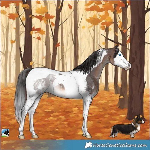 Horse Color:Brown Sabino Splash Tobiano Rabicano
