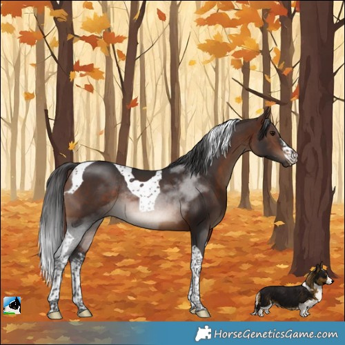 Horse Color:White Spotted Brown Tobiano Rabicano 
