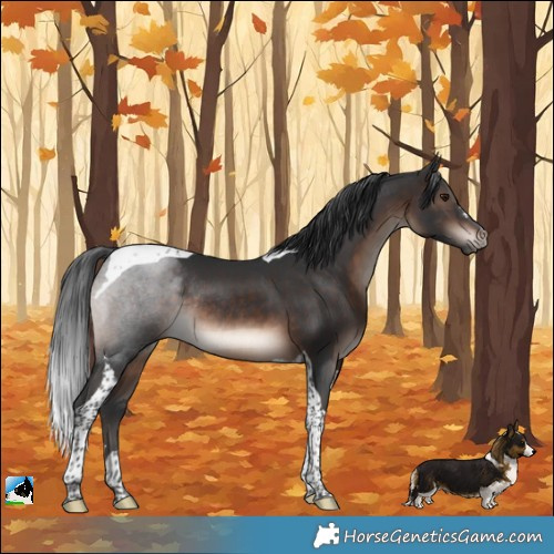 Horse Color:Brown Mushroom Tobiano Rabicano