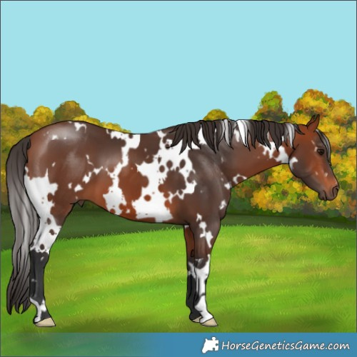 Horse Color:White Spotted Bay 
