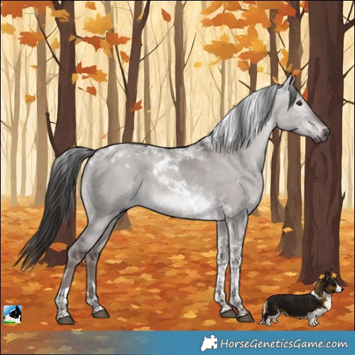 Horse Color:Gray Platinum White Spotted Liver Red Dun Tobiano Rabicano