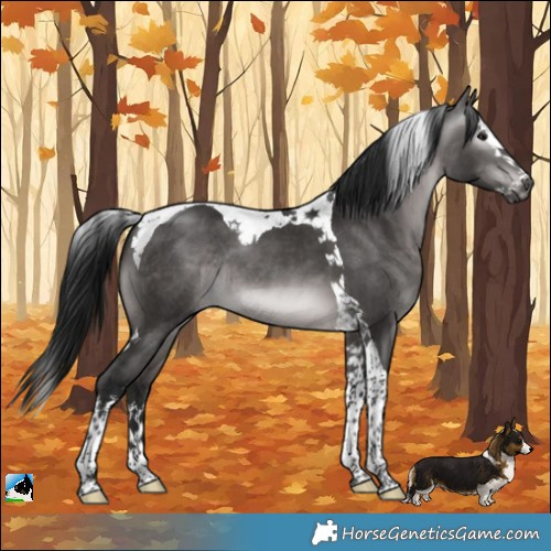 Horse Color:Gray Platinum White Spotted Brown Dun Splash Tobiano Rabicano