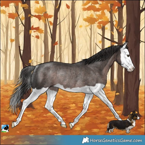 Horse Color:Platinum Liver Chestnut Splash Rabicano 