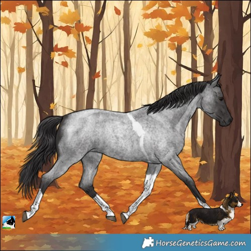 Horse Color:Platinum Smoky Blue Roan Tobiano Rabicano 