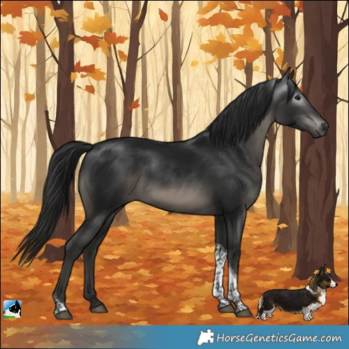 Horse Color:Gray Platinum Black Tobiano Rabicano 