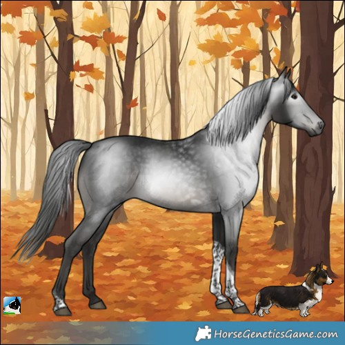 Horse Color:Gray Platinum Black Tobiano Rabicano