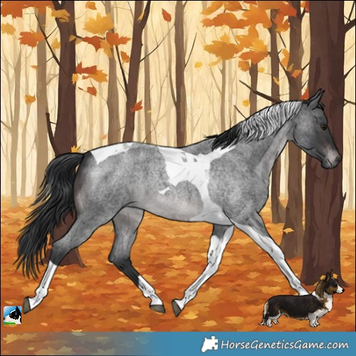 Horse Color:Platinum Brown Roan Tobiano 