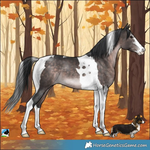 Horse Color:Platinum White Spotted Brown Tobiano 