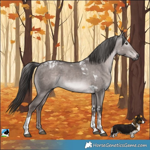 Horse Color:Gray Platinum White Spotted Liver Red Dun Tobiano Rabicano 