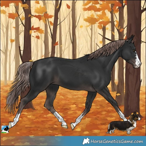 Horse Color:Platinum Liver Chestnut 