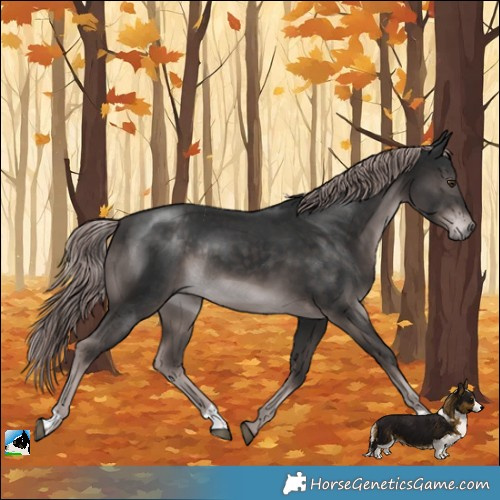 Horse Color:Platinum Liver Chestnut Rabicano 