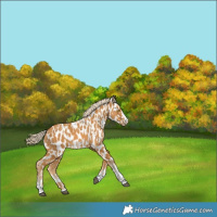 Horse Color:Palomino Appaloosa  and Palomino Appaloosa 