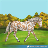 Horse Color:Palomino Near Leopard  and Palomino Near Leopard 