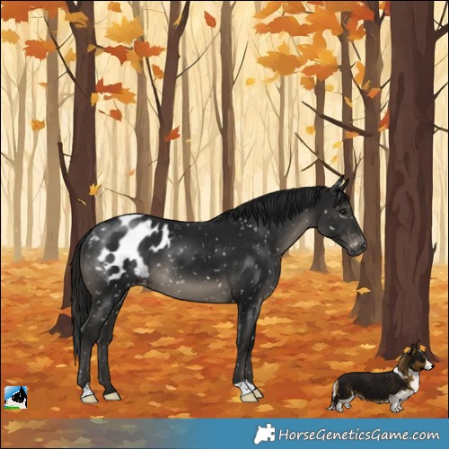 Horse Color:Gray Black Appaloosa 