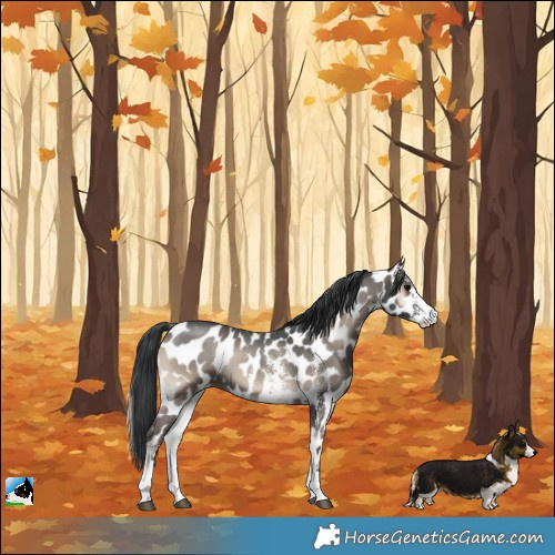 Horse Color:Blue Onyx Sabino Appaloosa 